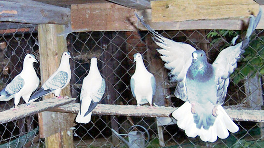 Thüringer Weißschwanz und Flügeltauben